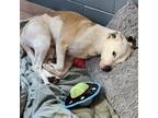 Adopt Buster a Greyhound