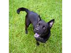 Adopt Pawsome a Labrador Retriever