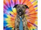 Adopt ROLO a Labrador Retriever, Pit Bull Terrier