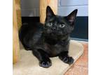 Adopt (PS+) Enzo a Domestic Short Hair