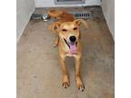 Adopt Sanders a Labrador Retriever, Terrier
