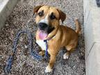 Adopt TOMMY a Australian Cattle Dog / Blue Heeler, Mixed Breed