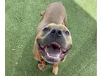Adopt TOAD a Staffordshire Bull Terrier