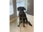 Adopt HANK a Beauceron