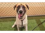 Adopt GANDER a Anatolian Shepherd, Mixed Breed