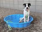 Adopt NIRO a Border Collie, Pit Bull Terrier