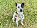 Adopt NORSE a Pit Bull Terrier, Australian Cattle Dog / Blue Heeler