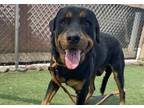 Adopt CAIRO a Rottweiler, Mixed Breed