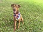 Adopt REBEL a Rhodesian Ridgeback