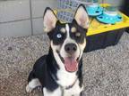 Adopt BROOKS a Siberian Husky, Australian Kelpie