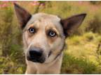 Adopt MILO a Siberian Husky, Australian Cattle Dog / Blue Heeler