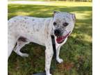 Adopt AVOCADO* a Boxer, Dalmatian