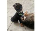 Adopt CUZCO* a German Shepherd Dog