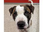Adopt FINNAGAN* a Pit Bull Terrier, Mixed Breed