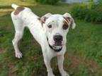 Adopt GOOSE* a Boxer