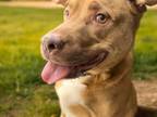 Adopt WALTON* a Labrador Retriever