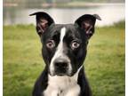 Adopt MR PICKLES a Pit Bull Terrier, Catahoula Leopard Dog