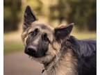 Adopt MATTY* a German Shepherd Dog