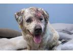 Adopt BENTLEY a Border Collie, Mixed Breed