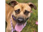 Adopt SPUD a Black Mouth Cur