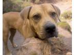 Adopt DEEJAY* a Boxer
