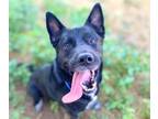 Adopt TYSON a German Shepherd Dog, Mixed Breed