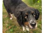 Adopt BENJAMIN a Australian Shepherd