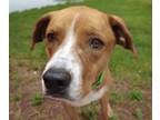 Adopt LOGIC a Australian Shepherd, Mixed Breed