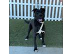 Adopt AMIGO a Labrador Retriever, Mixed Breed