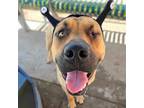 Adopt HERCULES a Bullmastiff, Mixed Breed