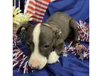 Adopt TANK a Pit Bull Terrier, Mixed Breed