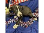 Adopt DIESEL a Pit Bull Terrier, Mixed Breed