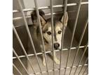 Adopt BAM a Husky