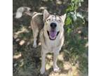 Adopt ZUES a Husky