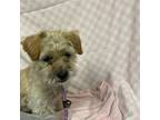 Adopt HUCK a Poodle, Mixed Breed