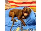 Adopt LINCOLN a American Staffordshire Terrier, Mixed Breed
