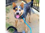 Adopt BANJO a Australian Cattle Dog / Blue Heeler