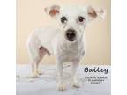 Adopt Bailey (130) a Terrier, West Highland White Terrier / Westie