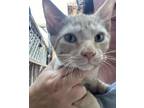 Adopt Derek MC a Tabby