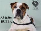 Adopt BUBBA a Pit Bull Terrier