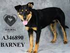 Adopt BARNEY a Rottweiler
