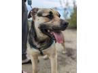 Adopt ALBUS a Pit Bull Terrier, Mixed Breed