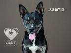 Adopt MILTON a Australian Kelpie, Australian Cattle Dog / Blue Heeler