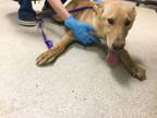 Adopt Dog a German Shepherd Dog, Mixed Breed