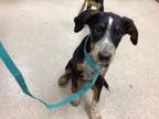 Adopt Dog a Doberman Pinscher, Mixed Breed