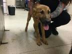 Adopt Dog a German Shepherd Dog, Mixed Breed