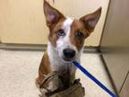 Adopt Dog a Australian Cattle Dog / Blue Heeler, Mixed Breed