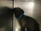 Adopt Dog a Xoloitzcuintli / Mexican Hairless, Mixed Breed