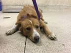 Adopt Dog a Australian Shepherd, Mixed Breed