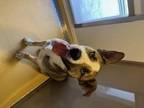 Adopt FINN a Siberian Husky, German Shepherd Dog